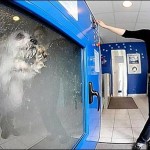 Dog-o-matic, automatic dog washing machine
